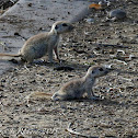 Round-tailed ground squirrels (juveniles)