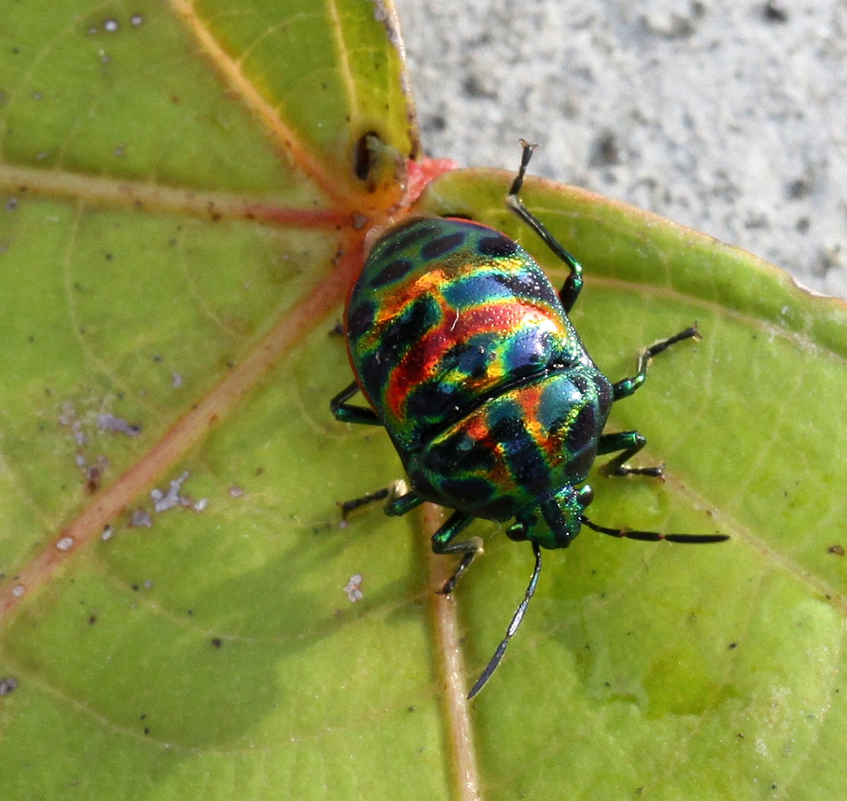 Jewel Bug