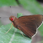 Common Red-eye.