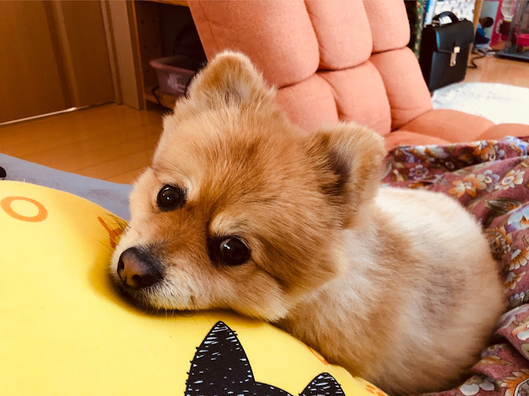 なかよしさんが投稿したカスタム事例の投稿画像1枚目