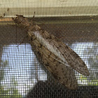 Dobsonfly