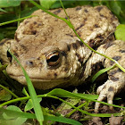 Common toad