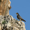 Peregrine falcon