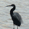 Western reef heron