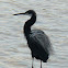 Western reef heron