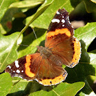 Red Admiral