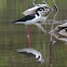 Black-necked Stilt