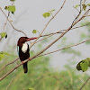 White-breasted Kingfisher