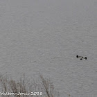 Tufted Duck