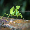 Praying Mantis