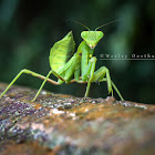 Praying Mantis