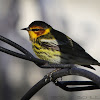 Cape May Warbler