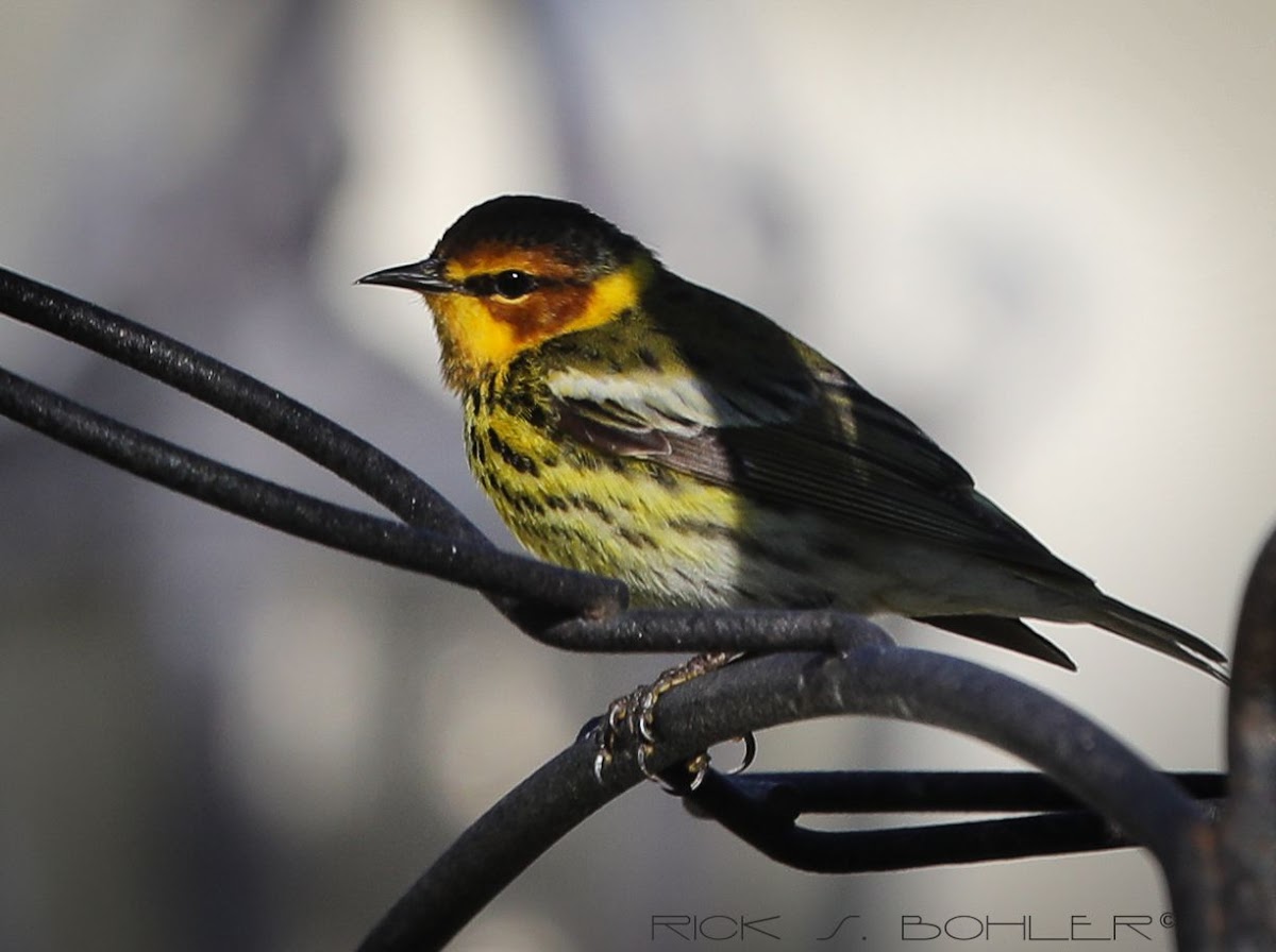 Cape May Warbler