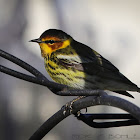 Cape May Warbler