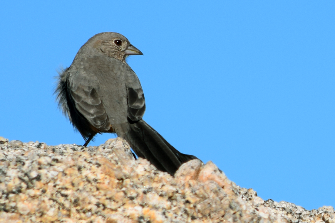 Canyon Towhee