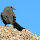 Canyon Towhee