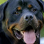 Rottweiler New Tab & Wallpapers Collection