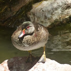 Wood Duck