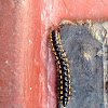 yellow-spotted millipede