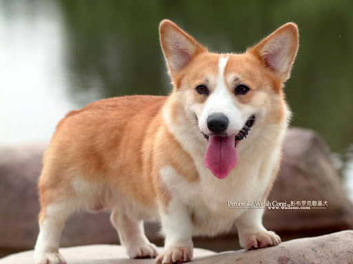 免費下載個人化APP|Pembroke Welsh Corgi Wallpaper app開箱文|APP開箱王