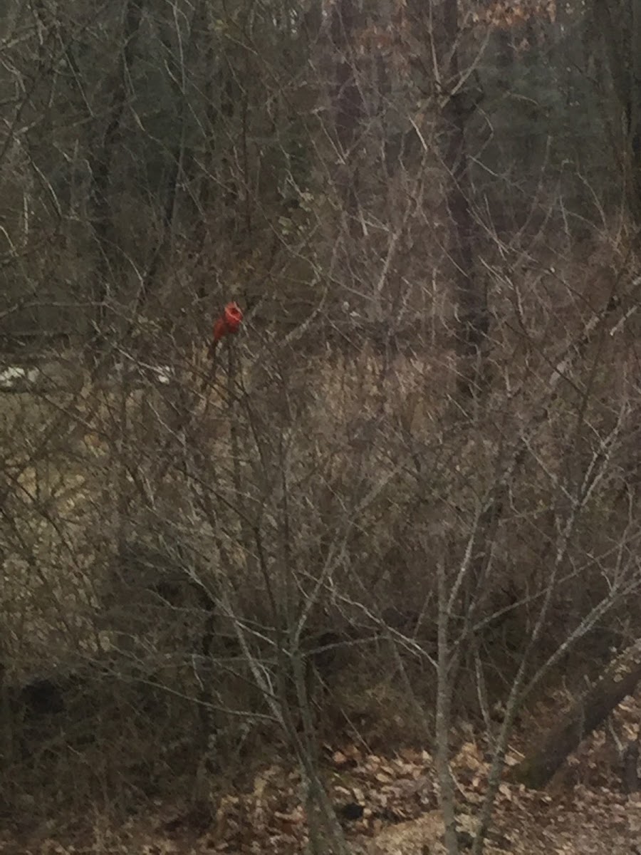 Northern Cardinal