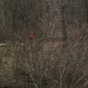 Northern Cardinal