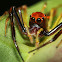 Viciria Jumping Spider(Male)