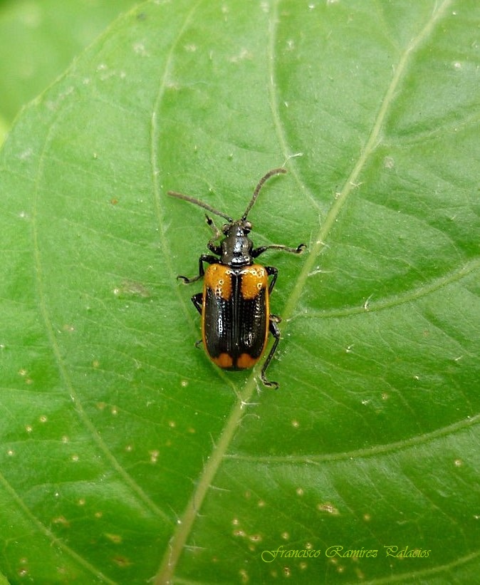 Leaf Beetle