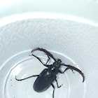 Long-horned Beetle