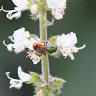 Metallic Green Bee