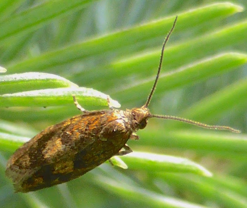 Tortricid Moth