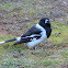 Pied Butcherbird