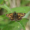 Chequered Skipper