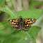 Chequered Skipper