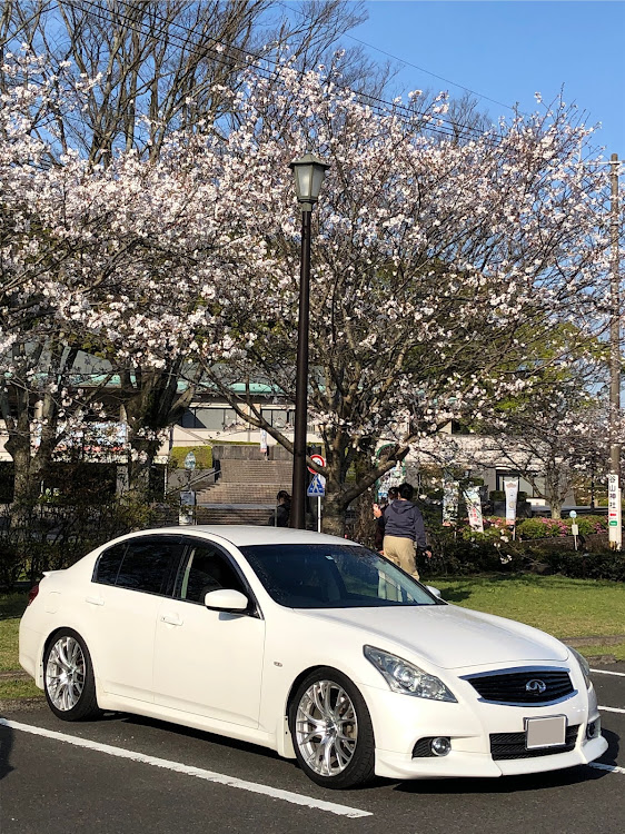 スカイラインの桜と愛車・桜とコラボ・桜に関するカスタム事例の投稿画像3枚目