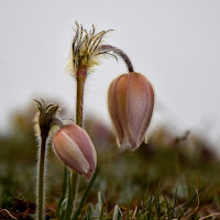 Rosa Antico di 