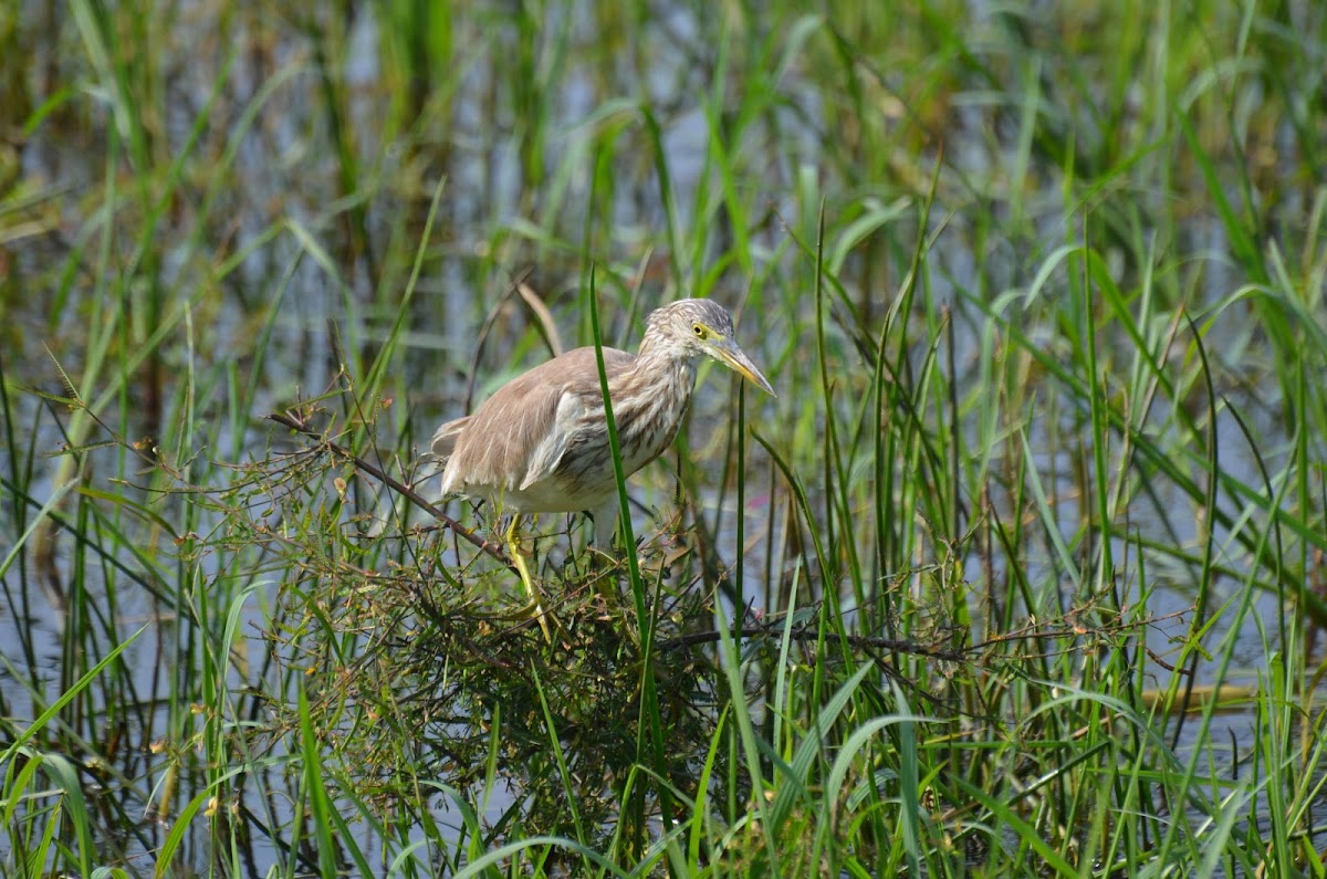 Yellow Bittern