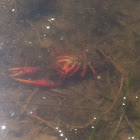 crayfish