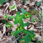 Sweet Spurge