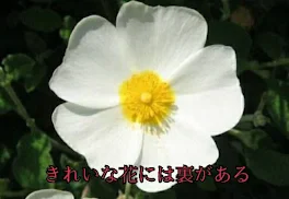 きれいな花には裏がある