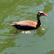 Black bellied whistling duck