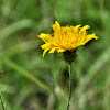 Kalm's Hawkweed