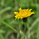 Kalm's Hawkweed