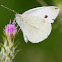 Cabbage White Butterfly