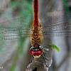 RED DRAGONFLY