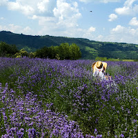 " La piccola Provenza " di 