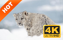 Snow Leopard HD New Tab Animals Themes small promo image