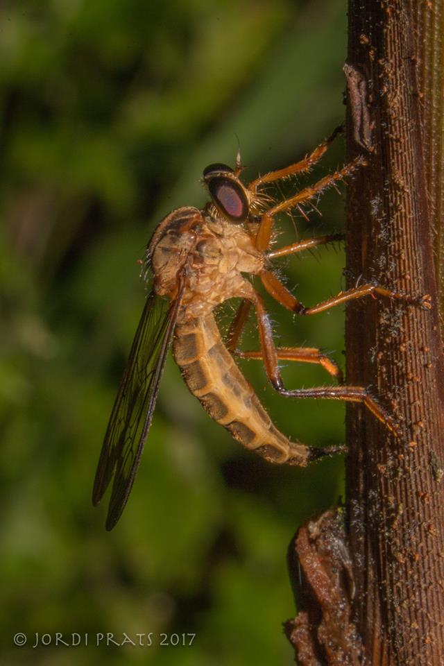 Robber Fly