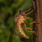 Robber Fly