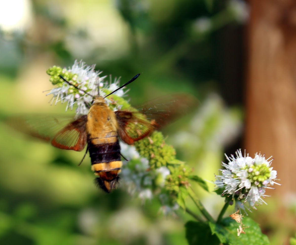 Hummingbird Moth